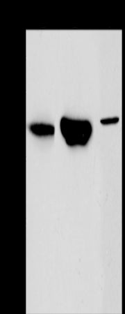 Anti-ACY1 Rabbit Polyclonal Antibody