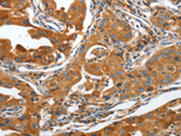 Anti-APC10 Rabbit Polyclonal Antibody