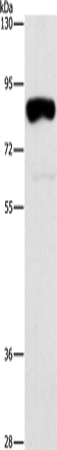 Anti-ARHGAP25 Rabbit Polyclonal Antibody