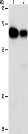Anti-ARHGEF5 Rabbit Polyclonal Antibody