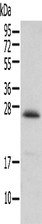 Anti-ARL6IP1 Rabbit Polyclonal Antibody