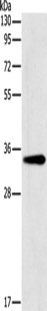 Anti-GNMT Rabbit Polyclonal Antibody