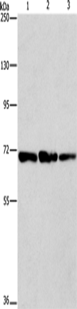 Anti-FARSB Rabbit Polyclonal Antibody