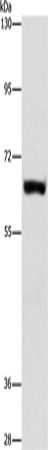 Anti-ARSF Rabbit Polyclonal Antibody