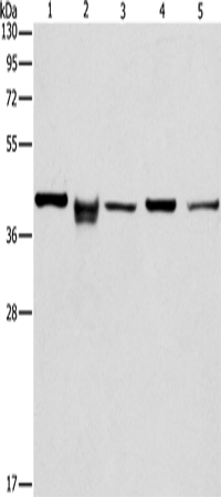 Anti-IDH3B Rabbit Polyclonal Antibody