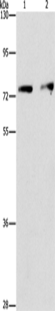 Anti-INTS10 Rabbit Polyclonal Antibody