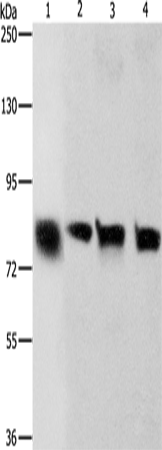 Anti-K Cadherin Rabbit Polyclonal Antibody