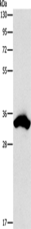 Anti-Borealin Rabbit Polyclonal Antibody