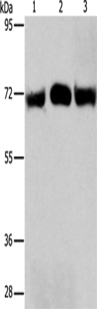 Anti-Ribophorin I Rabbit Polyclonal Antibody
