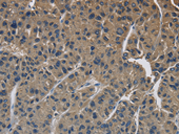 Anti-SIGMAR1 Rabbit Polyclonal Antibody