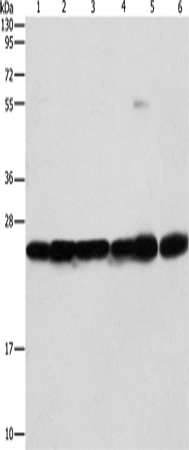 Anti-SIGMAR1 Rabbit Polyclonal Antibody