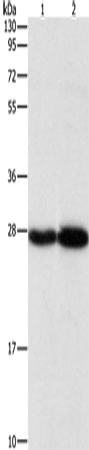 Anti-PSMB7 Rabbit Polyclonal Antibody