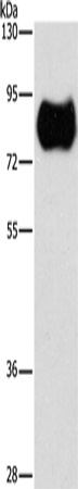 Anti-MAP4K2 Rabbit Polyclonal Antibody