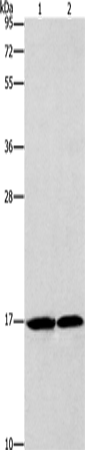 Anti-GMFG Rabbit Polyclonal Antibody