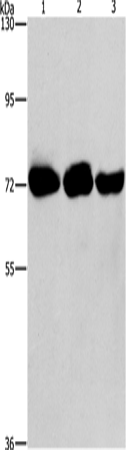 Anti-PIP5K1A Rabbit Polyclonal Antibody