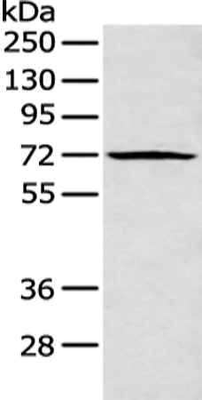 Anti-PLK3 Rabbit Polyclonal Antibody