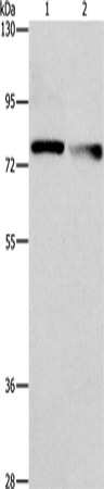 Anti-NEK11 Rabbit Polyclonal Antibody