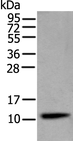 Anti-CST4 Rabbit Polyclonal Antibody