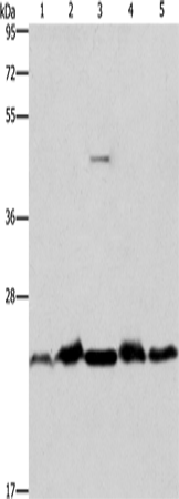 Anti-THOC7 Rabbit Polyclonal Antibody