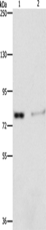 Anti-ASAH2 Rabbit Polyclonal Antibody