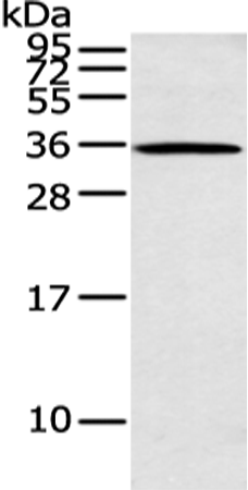 Anti-ASB8 Rabbit Polyclonal Antibody