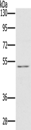 Anti-HTR3C Rabbit Polyclonal Antibody