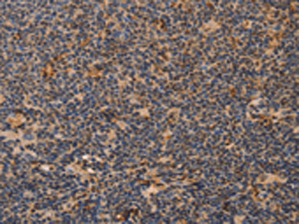 Anti-MPG Rabbit Polyclonal Antibody