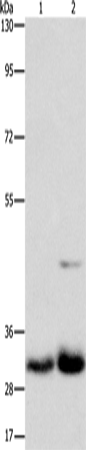 Anti-MPG Rabbit Polyclonal Antibody