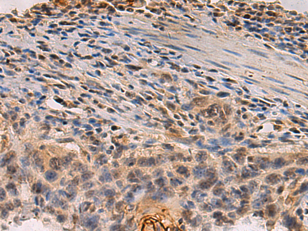 Anti-PDS5B Rabbit Polyclonal Antibody