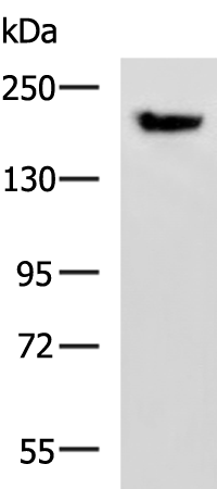 Anti-PDS5B Rabbit Polyclonal Antibody
