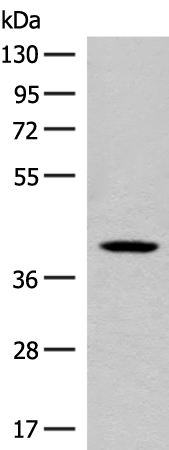 Anti-BCAT1 Rabbit Polyclonal Antibody