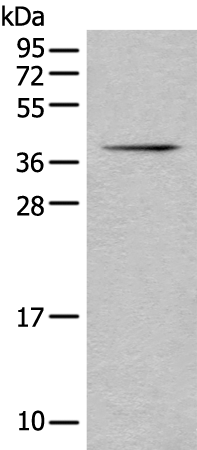 Anti-BCCIP Rabbit Polyclonal Antibody