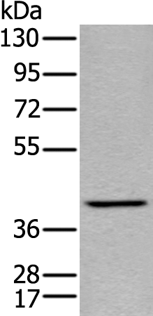 Anti-Bif Rabbit Polyclonal Antibody