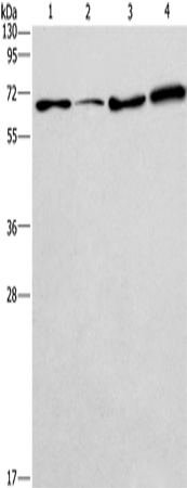 Anti-BIN3 Rabbit Polyclonal Antibody