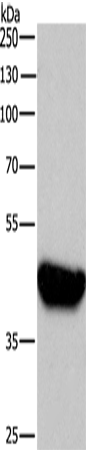 Anti-BRCC45 Rabbit Polyclonal Antibody