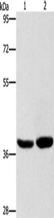 Anti-CAB39L Rabbit Polyclonal Antibody