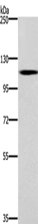 Anti-CARD14 Rabbit Polyclonal Antibody