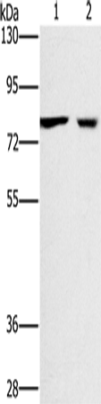 Anti-CASC3 Rabbit Polyclonal Antibody