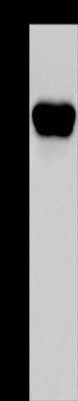 Anti-CD160 Rabbit Polyclonal Antibody