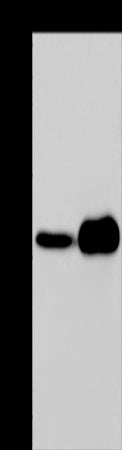 Anti-CD161 Rabbit Polyclonal Antibody
