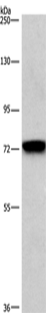 Anti-BCAM Rabbit Polyclonal Antibody