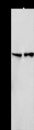 Anti-CD244 Rabbit Polyclonal Antibody
