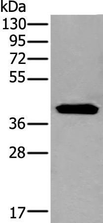 Anti-CENPN Rabbit Polyclonal Antibody