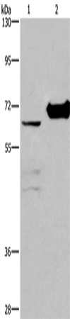 Anti-CHDH Rabbit Polyclonal Antibody