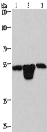 Anti-PLEKHO1 Rabbit Polyclonal Antibody