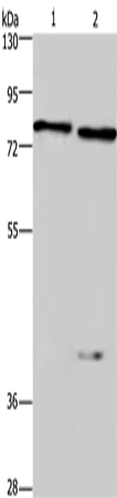 Anti-CERT Rabbit Polyclonal Antibody