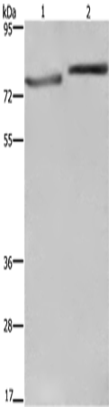 Anti-COMP Rabbit Polyclonal Antibody