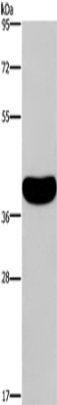 Anti-CRELD2 Rabbit Polyclonal Antibody