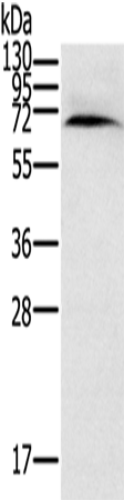 Anti-Cytochrome P450 11A1 Rabbit Polyclonal Antibody