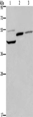 Anti-CCN1 Rabbit Polyclonal Antibody
